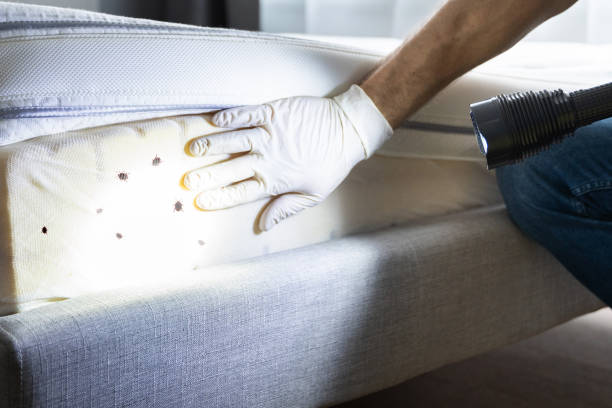 Best Ant Control Services  in Richmond, TX