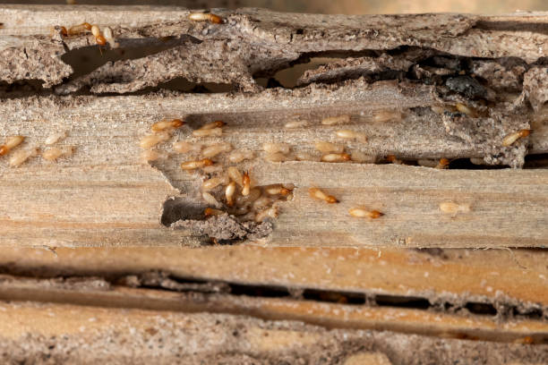 Best Pest Removal Services  in Richmond, TX