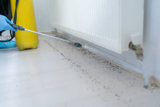 Flea Control Services in Richmond, TX