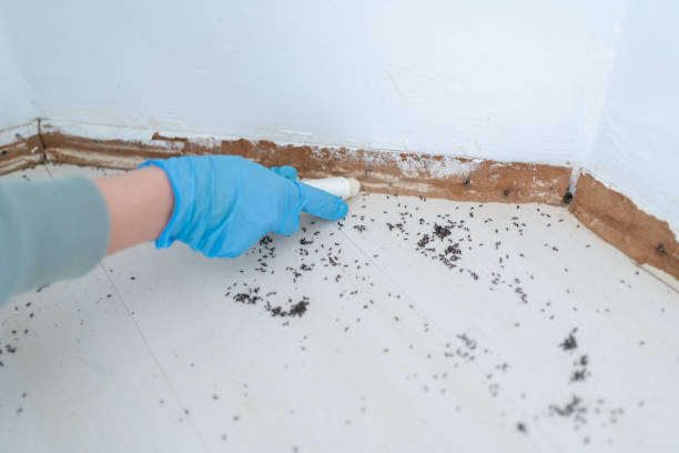 Best Flea Control Services  in Richmond, TX